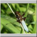 Libellula depressa - Plattbauch m05.jpg